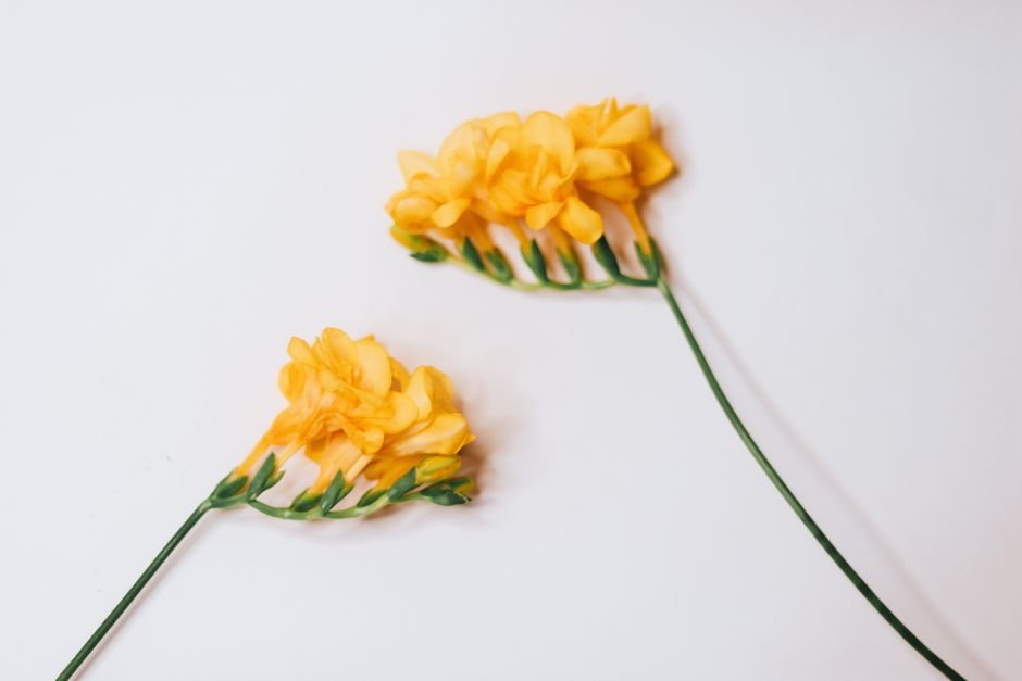 Photo d'un vrai freesia
