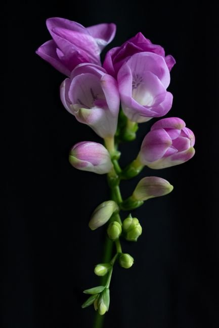 Photo d'un vrai freesia