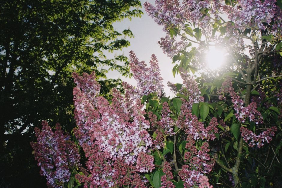 Photo d'un vrai lilas