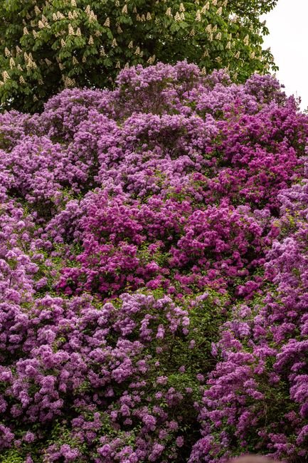 Photo d'un vrai lilas