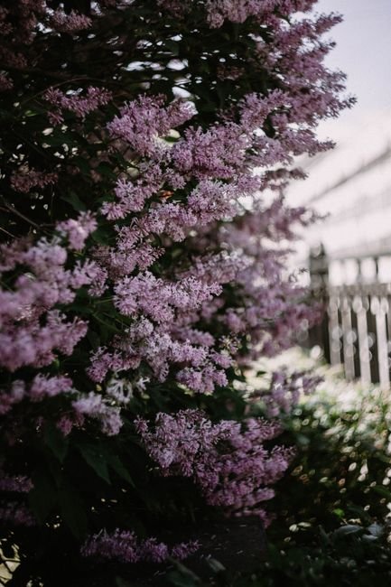 Photo d'un vrai lilas