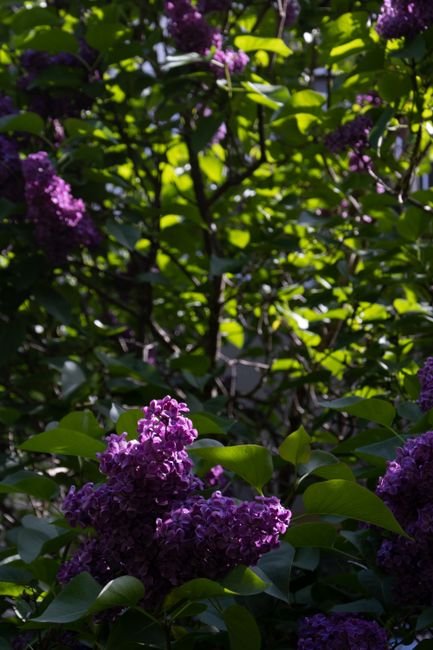 Photo d'un vrai lilas