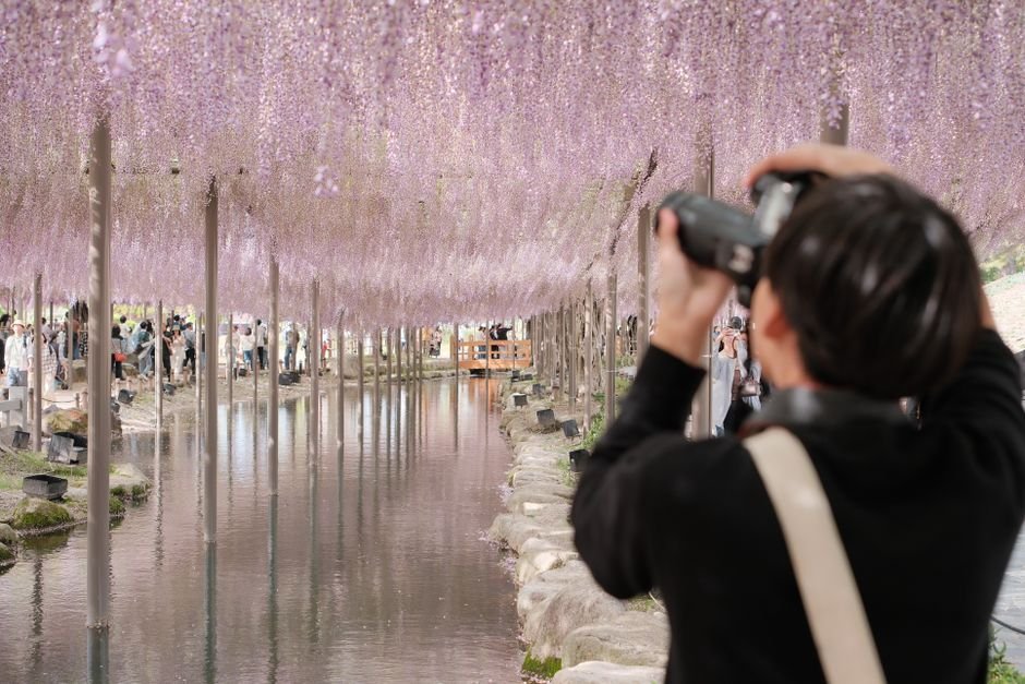 Photo d'un vrai glycine