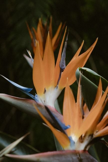 Photo d'un vrai fleur du paradis
