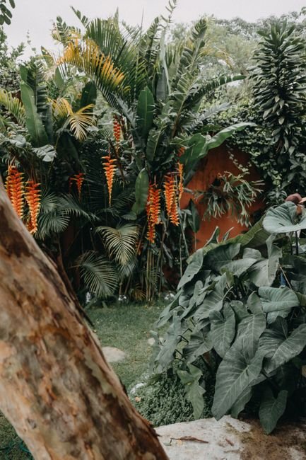 Photo d'un vrai fleur du paradis