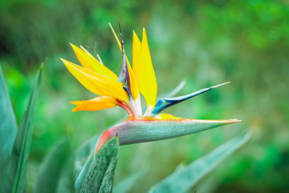 Photo d'un vrai fleur du paradis