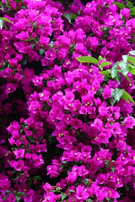Photo d'un vrai bougainvillier