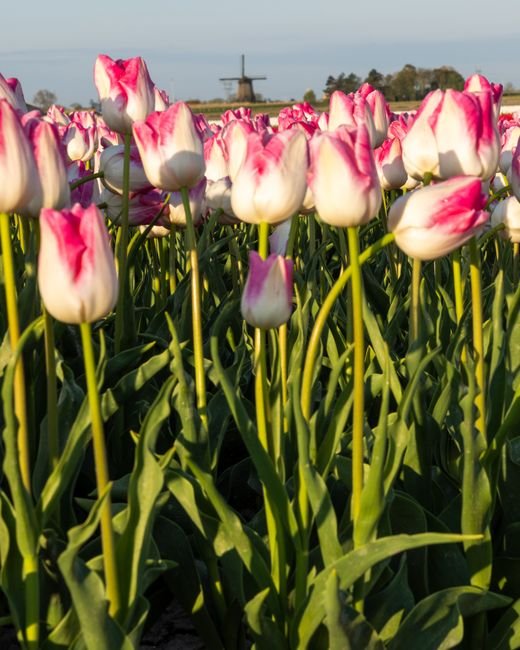 Photo d'un vrai jardin tulipes neerlandaises chemin pierreux