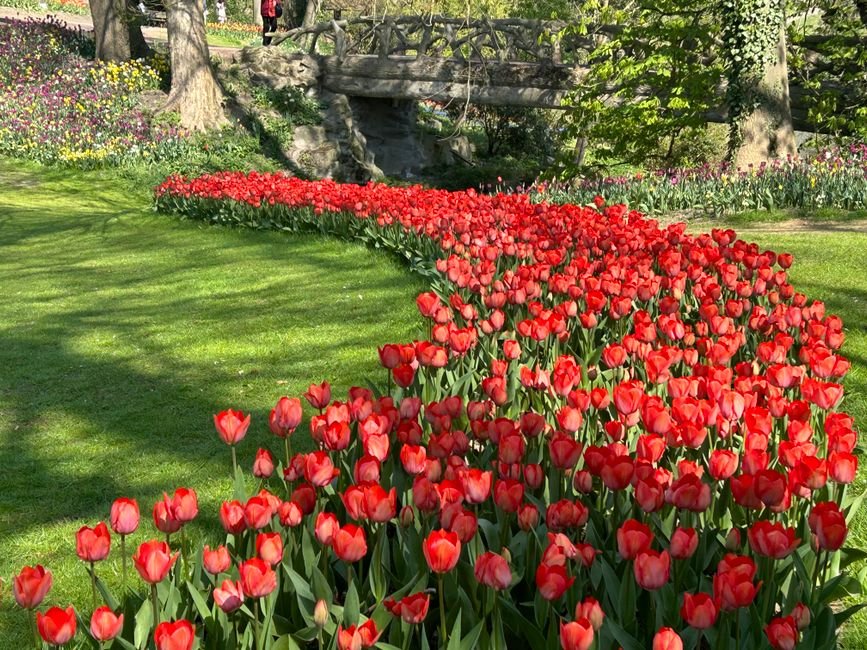 Photo d'un vrai jardin tulipes neerlandaises chemin pierreux