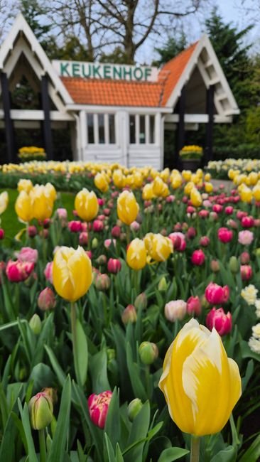 Photo d'un vrai jardin tulipes neerlandaises chemin pierreux