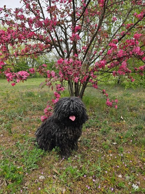 Photo d'un vrai komondor