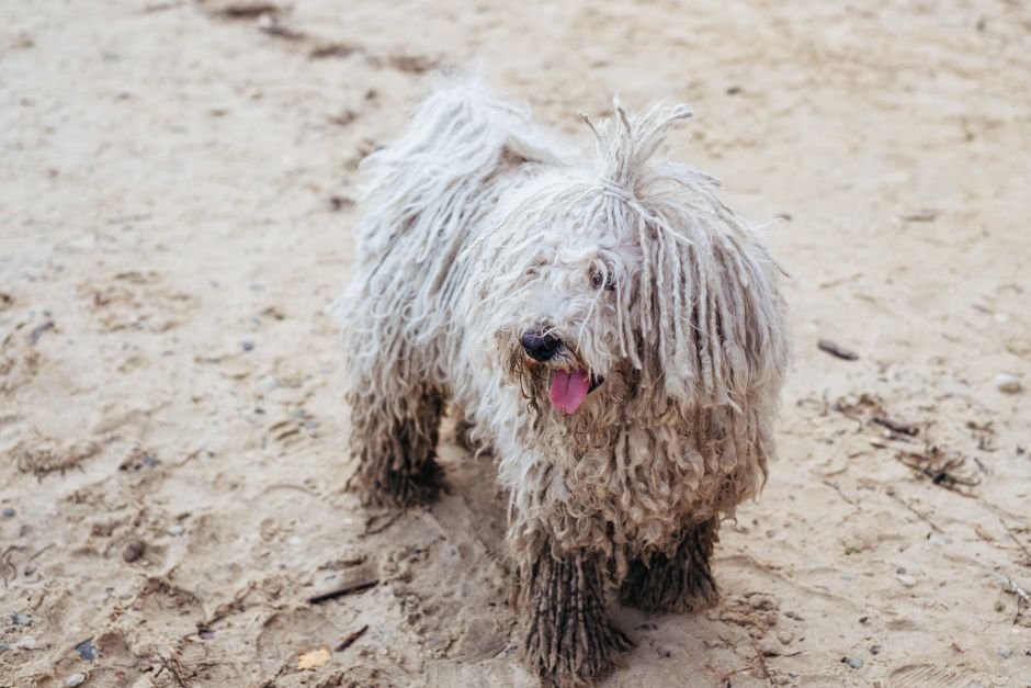 Photo d'un vrai komondor