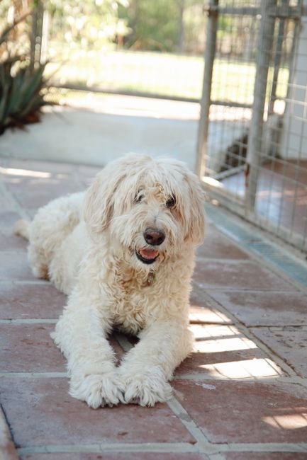 Photo d'un vrai komondor