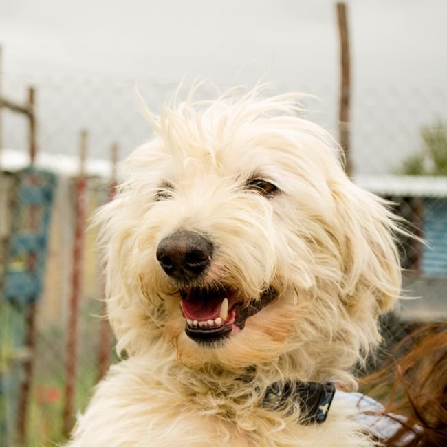 Photo d'un vrai komondor