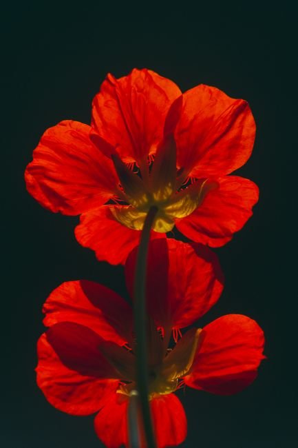Photo d'un vrai capucine