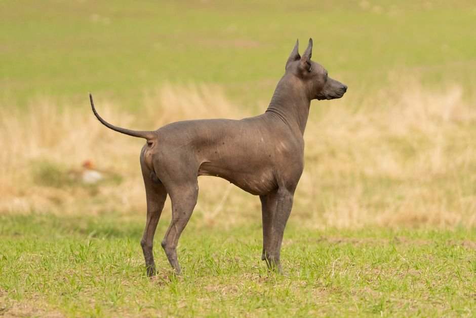 Photo d'un vrai xoloitzcuintli