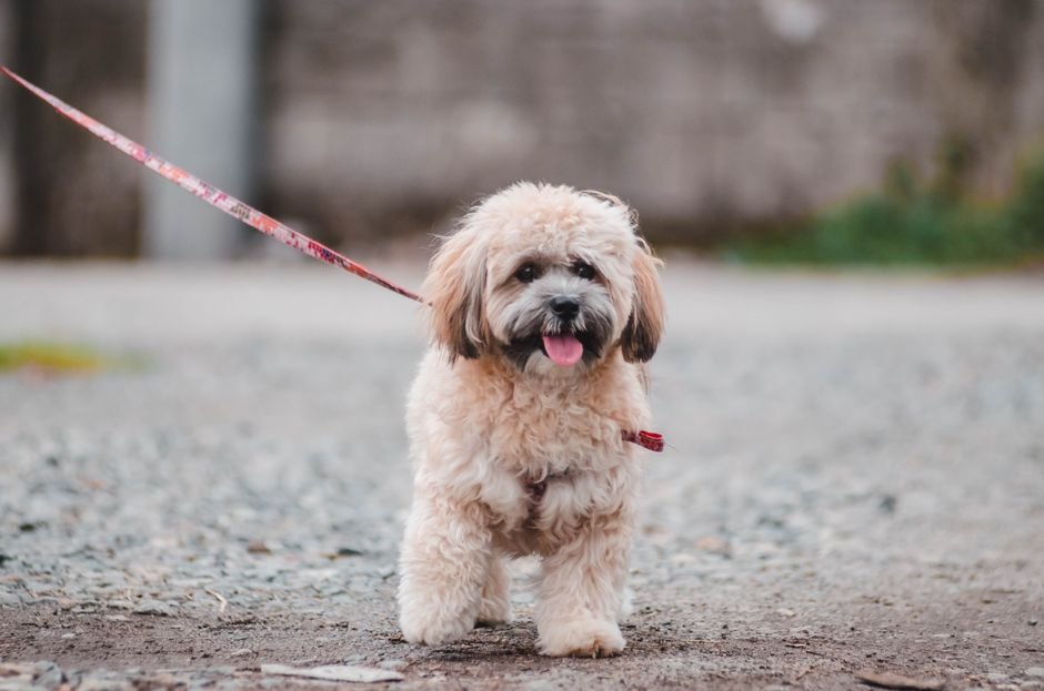 Photo d'un vrai lhasa Apso