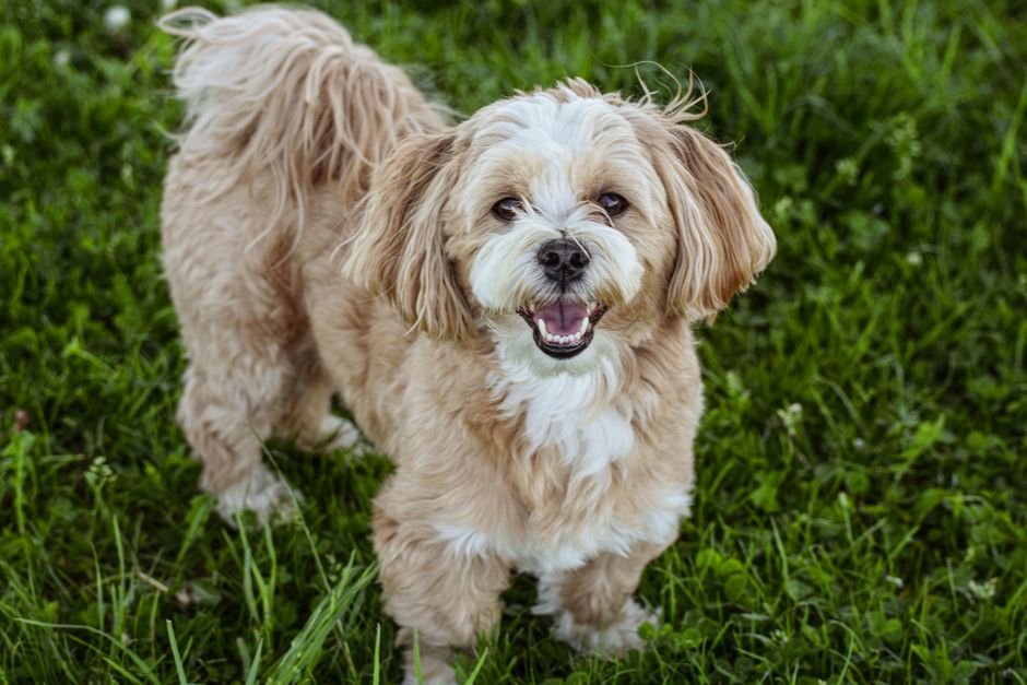 Photo d'un vrai lhasa Apso
