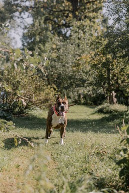 Photo d'un vrai american Pit Bull Terrier