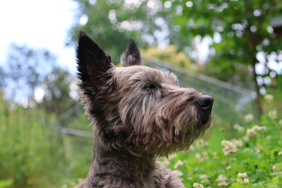 Photo d'un vrai scottish Terrier