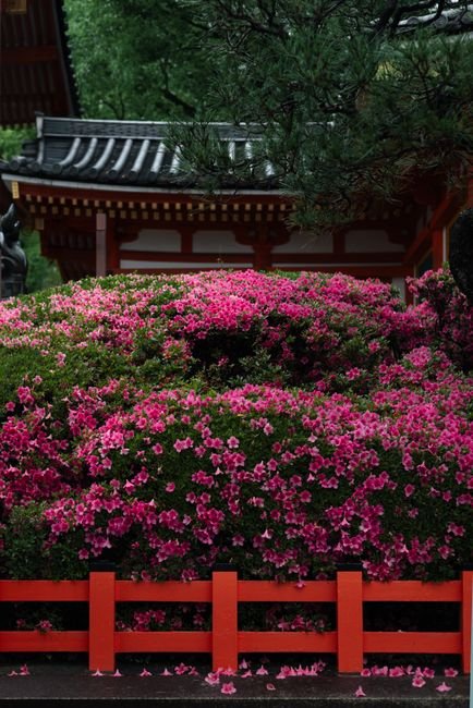 Photo d'un vrai rhododendron
