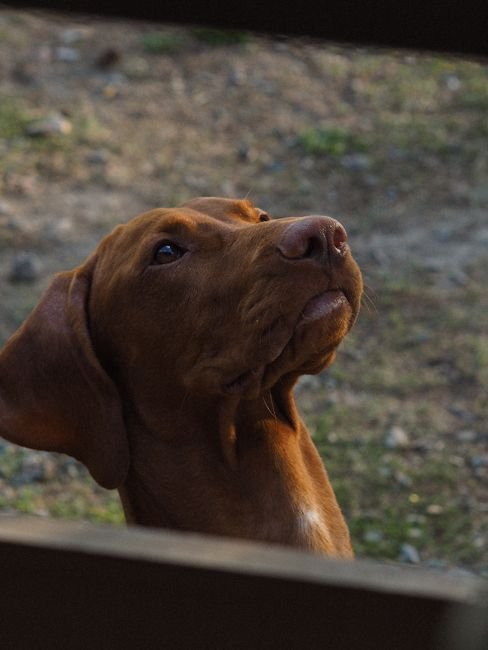 Photo d'un vrai vizsla