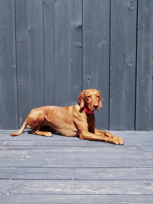 Photo d'un vrai vizsla