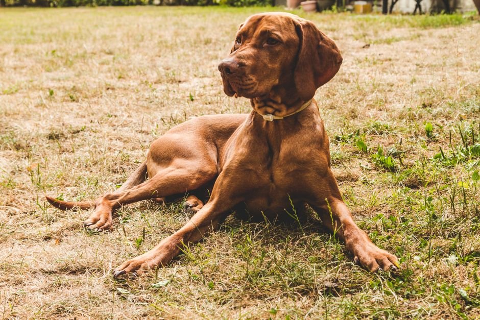 Photo d'un vrai vizsla