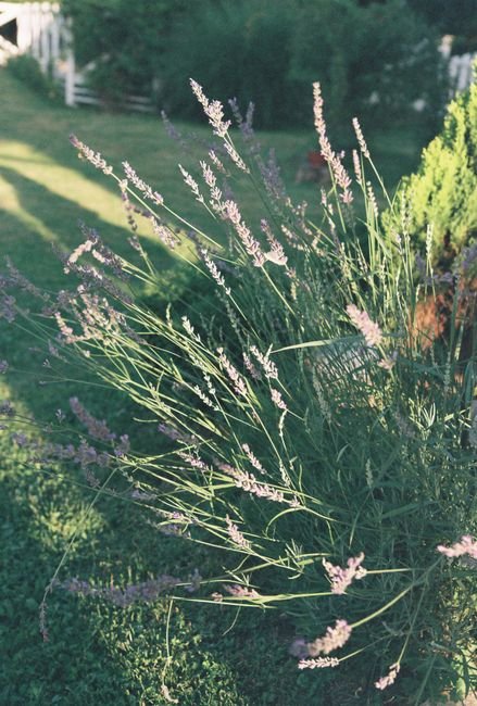 Photo d'un vrai jardin anglais aux herbes et abeilles