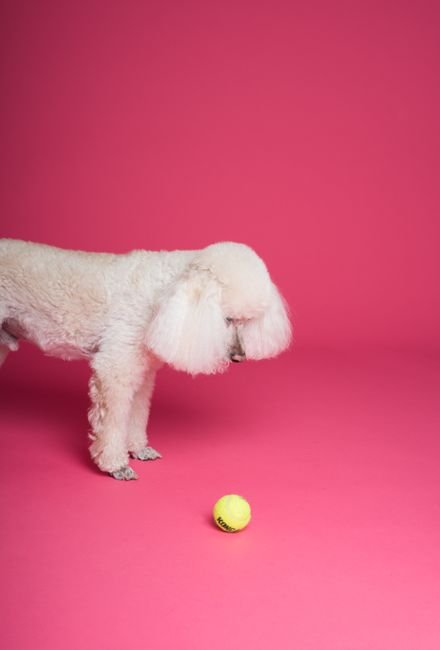 Photo d'un vrai caniche