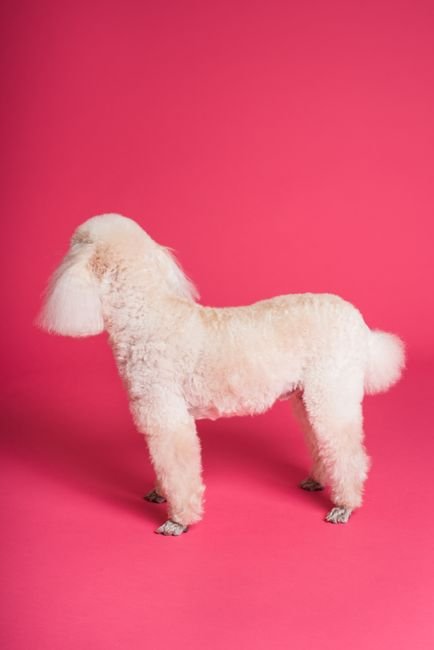 Photo d'un vrai caniche