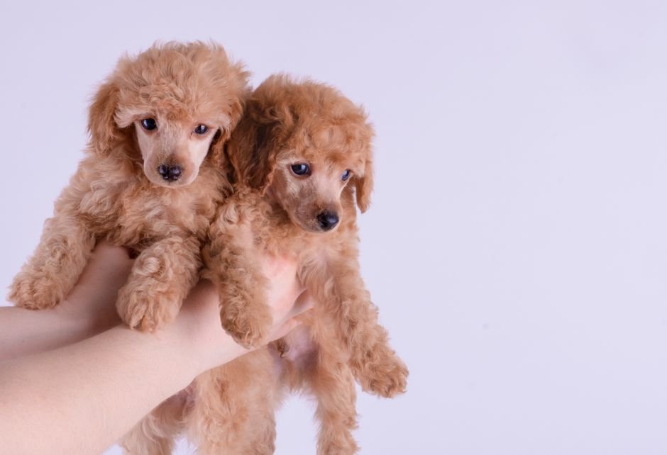 Photo d'un vrai caniche
