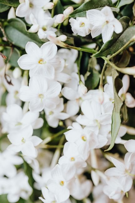 Photo d'un vrai stephanotis