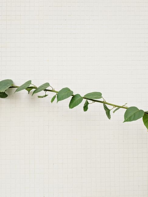 Photo d'un vrai stephanotis