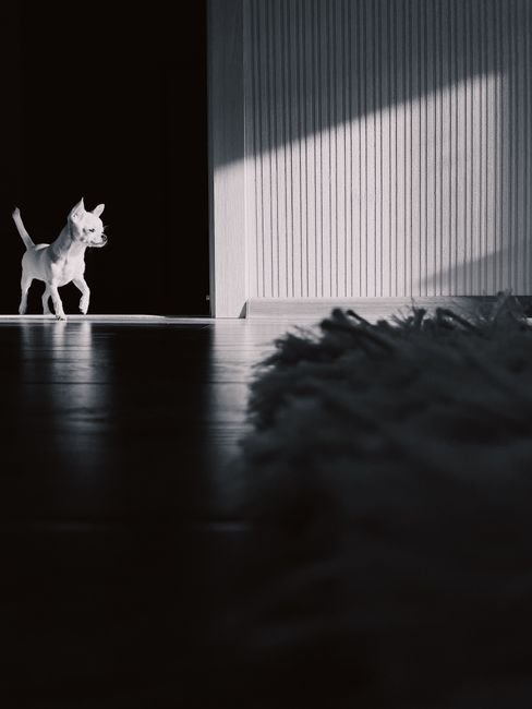 Photo d'un vrai chihuahua