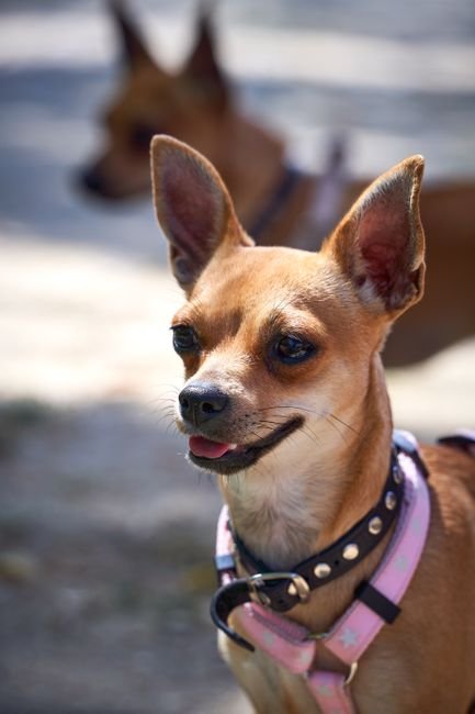 Photo d'un vrai chihuahua