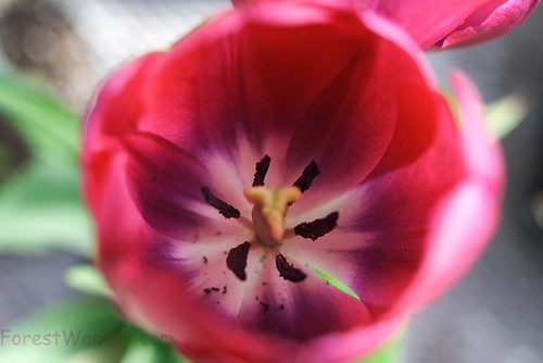 Photo d'une vraie tulipe en fleur