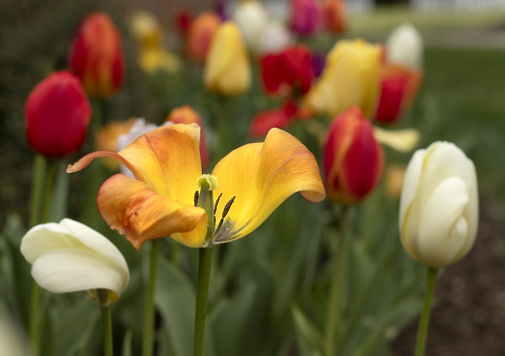 Photo de tulipes en fleur, Yorktown Virginia