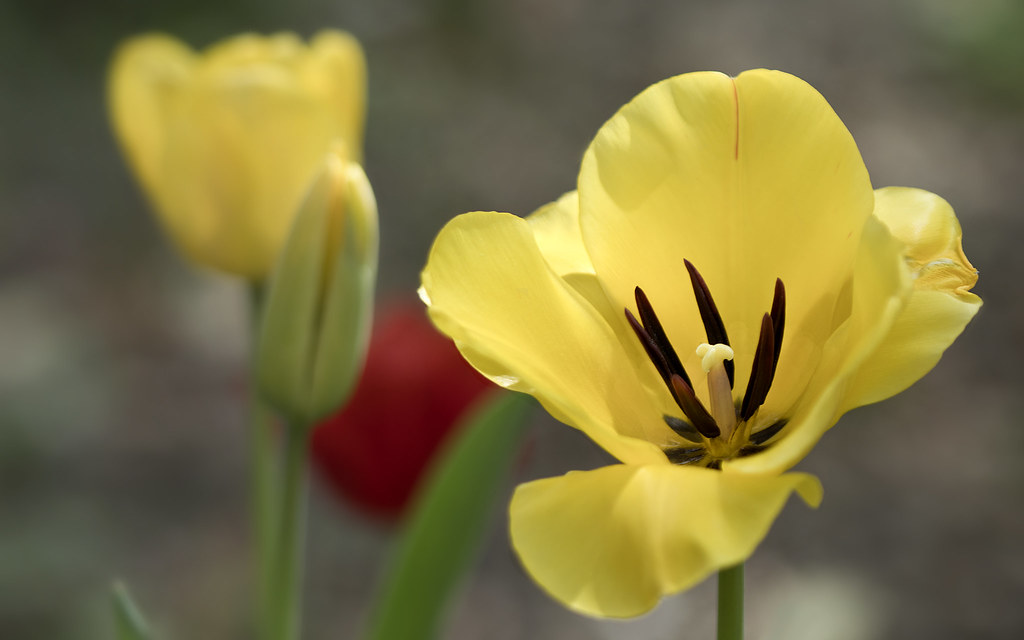 Photo de tulipes en fleur, jardin Colonial Williamsburg