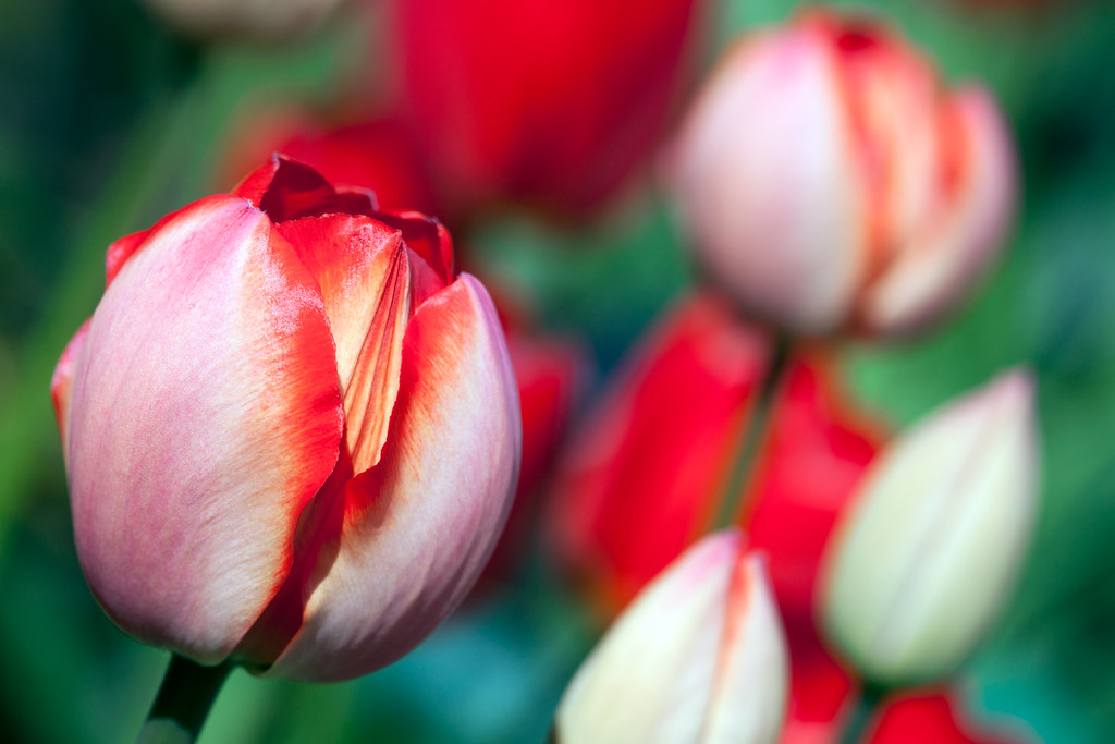 Photo de tulipes en fleur