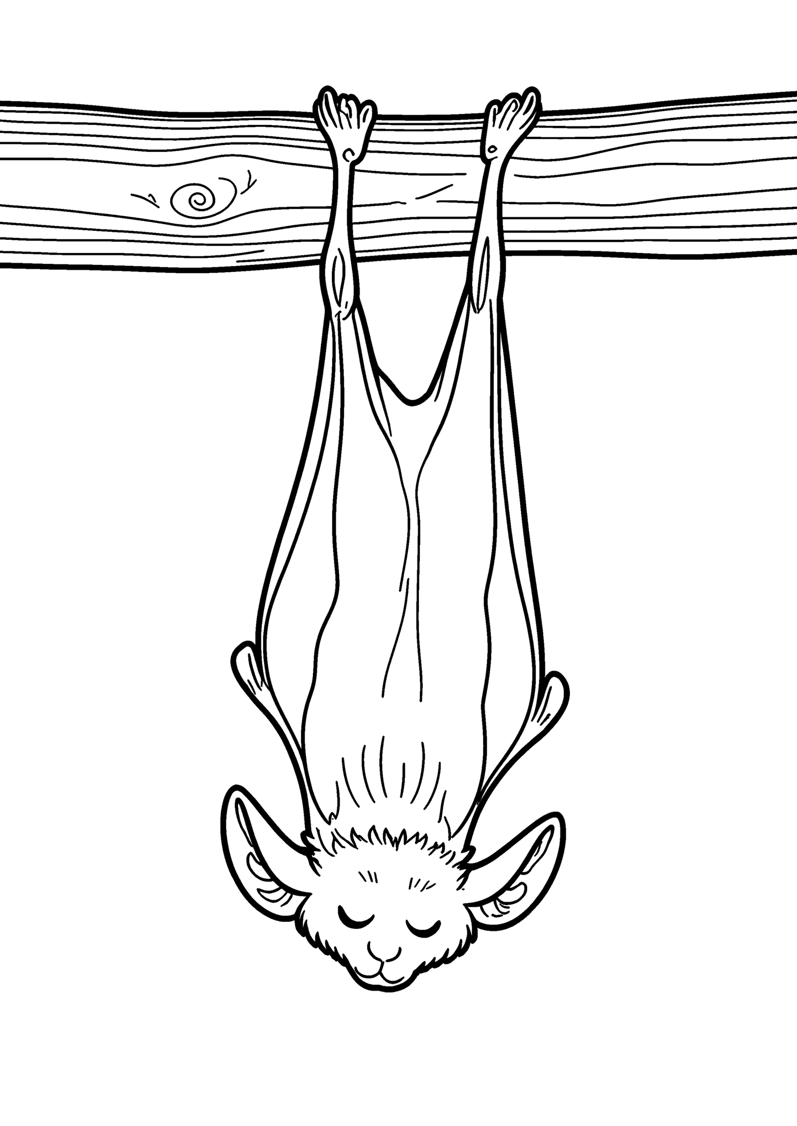 Coloriage Chauve-souris vampire endormie, variante 2